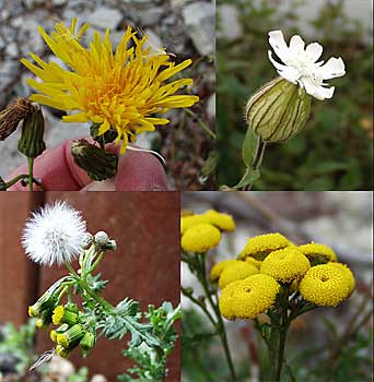 flowers in December!