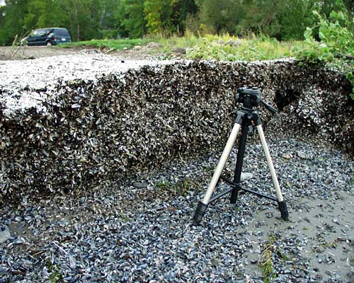 wall of zebra mussels that has drifted onto the shore of Green Bay.