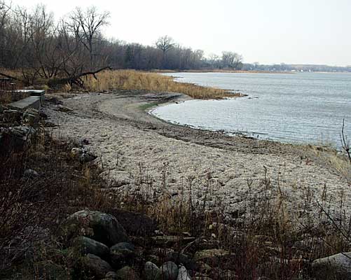 Ridge of zebra mussel shells accumulates on the beach.