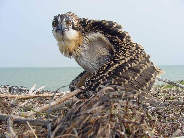 Osprey Chick. 