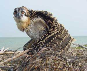 osprey chick.