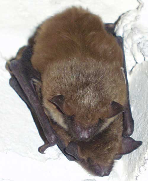 2 Hibernating Big Brown Bats.