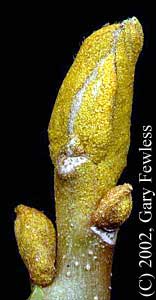 Yellow-bud Hickory (Carya cordiformis) .