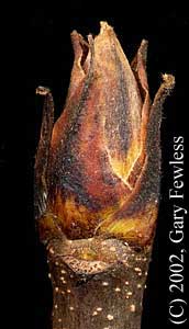 Shagbark Hickory (Cary ovata)