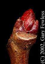 Hawthorn (Crataegus mollis).