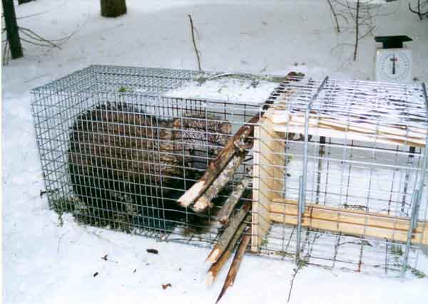 fisher in live trap.