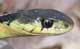 garter snake