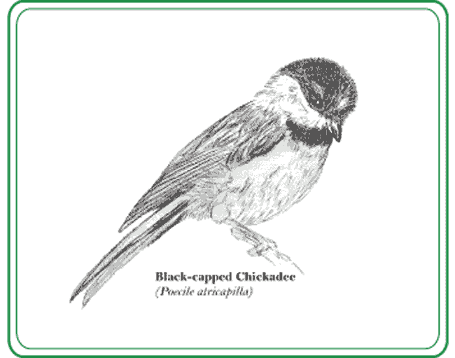 Black capped Chickadee.