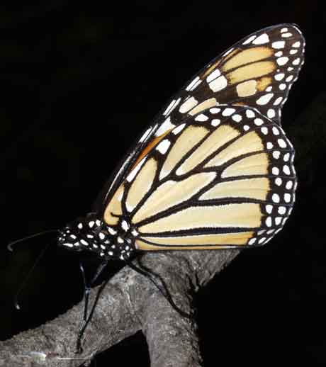 monarch butterfly.