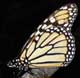 monarch butterfly