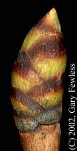 Ironwood (Ostrya virginiana)