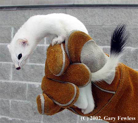 Short-tailed weasel.