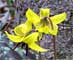 yellow trout lily.