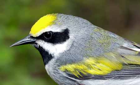 golden winged warbler.