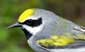 golden winged warbler.