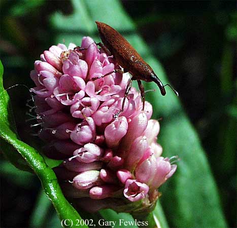 weevil on smartweed.