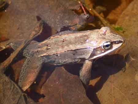 wood frog.
