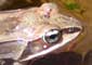 wood frog.