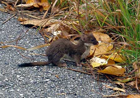 short-tailed weasel in the Keith White Prairie
