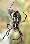argiope (writing spiders)