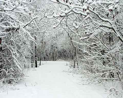snowy arboretum trail