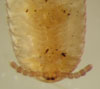 Petaserpes sp., a tiny millipede, photo: B. Snyder