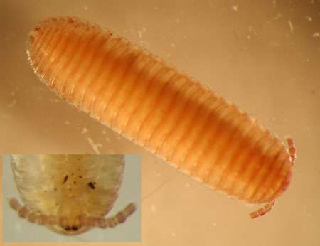 polyzoniid millipede with insert showing eyes and mouthparts.