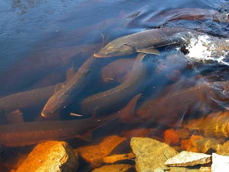 spawning Lake Sturgeon