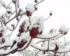 snow covered sumac