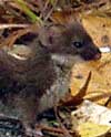 short-tailed weasel 