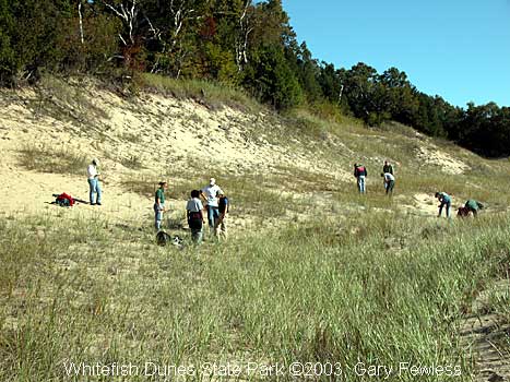 Counting Pitcher's thistles