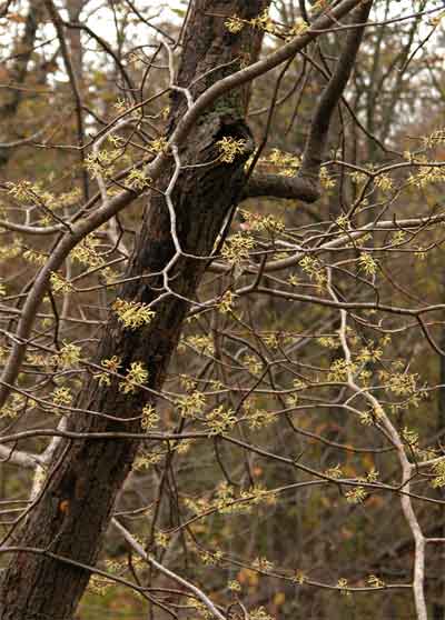 witch hazel tree in bloom.