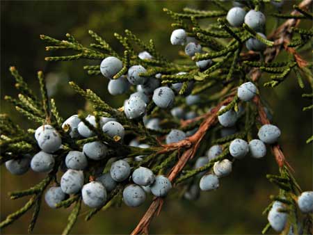juniper cones