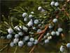 juniper.