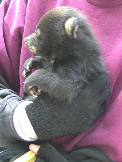 black bear cub.