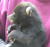 black bear cub