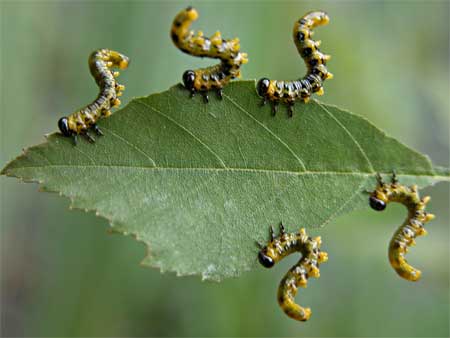 sawfly larvae