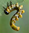 sawfly