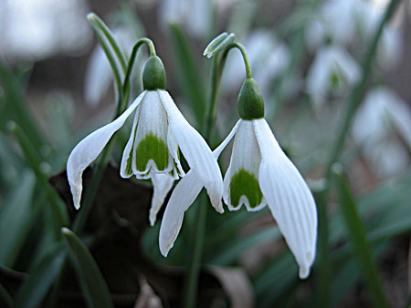 Snowdrops close-up