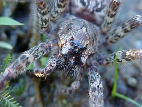 Dolomedes close-up/M. Welter.