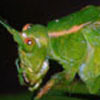 katydid close-up.