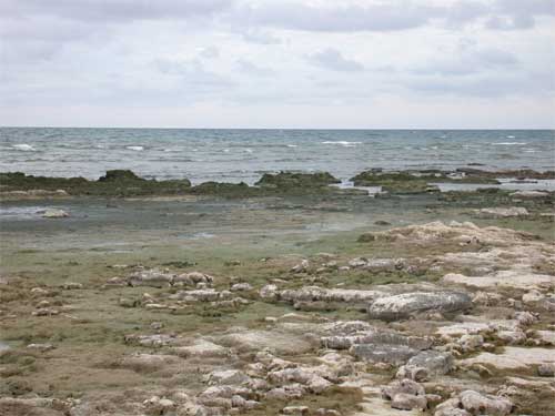 mats of cladophora at Toft point.