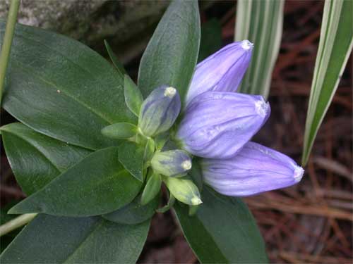 bottle gentian flower closeup.