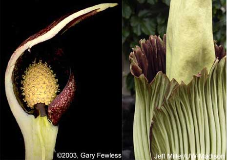 comparison of skunk cabbage and Titan Arum flowers