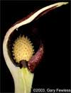 skunk cabbage flower cross section