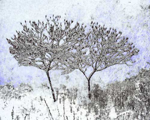 Staghorn Sumac on the Cofrin Arboretum.