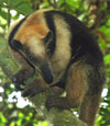 southern tamandua.