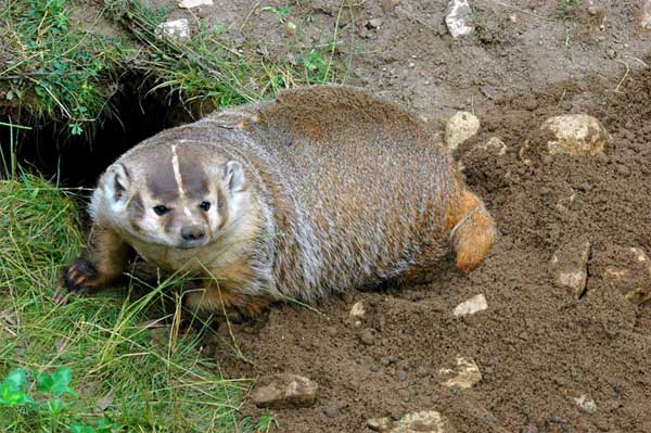 American badger near den.