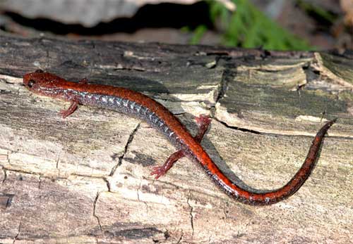 red-backed salamander