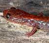 red backed salamander.